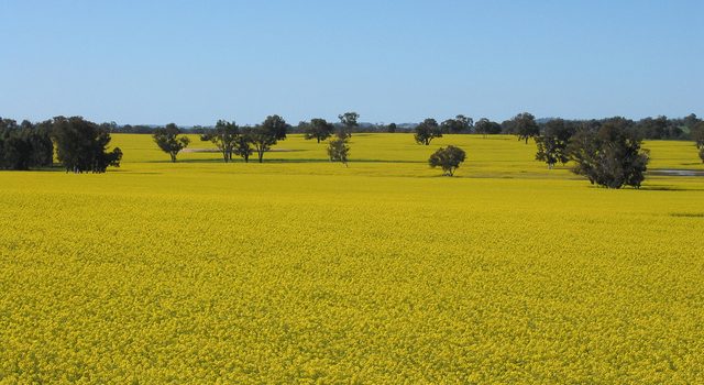 canola